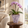 Yelvaniro™ Orchid Display Ceramic Planter